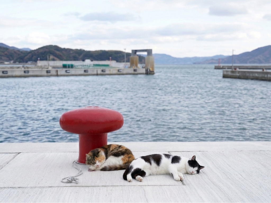 仁斗田港のすやすや猫ちゃん